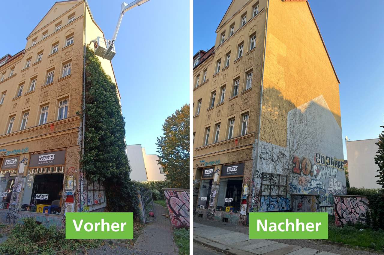 Eine großflächige Efeubegrünung wurde von einem Hausgiebel entfernt.