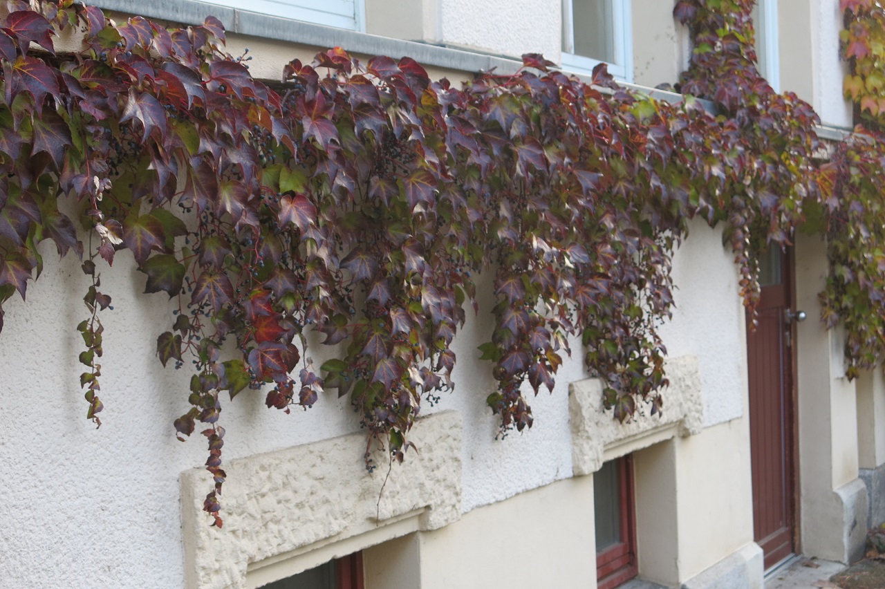 Dreilappiger Wein mit Herbstfärbung an einer Hauswand in Leipzig