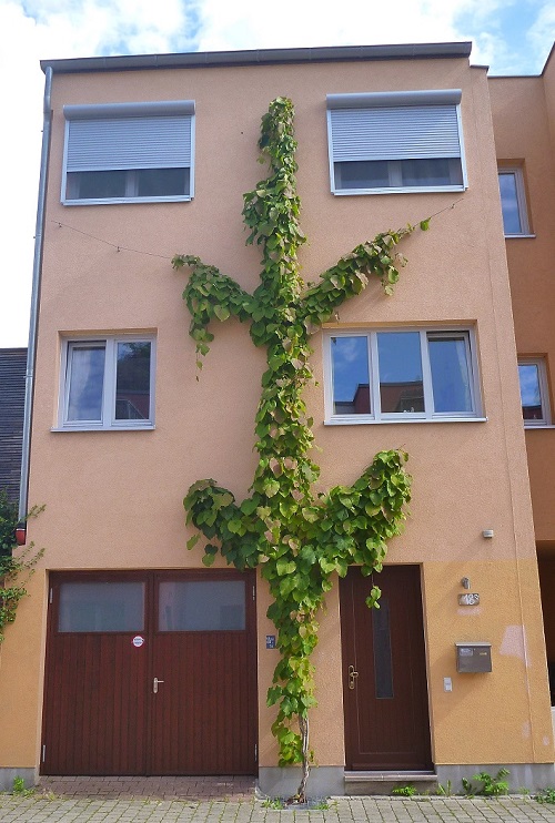 Pfeifenwinde an einer Hausfassade in Leipzig