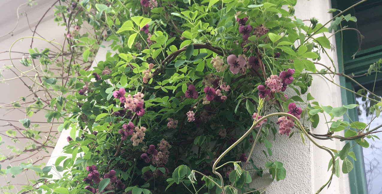Rosa blühende Akebie