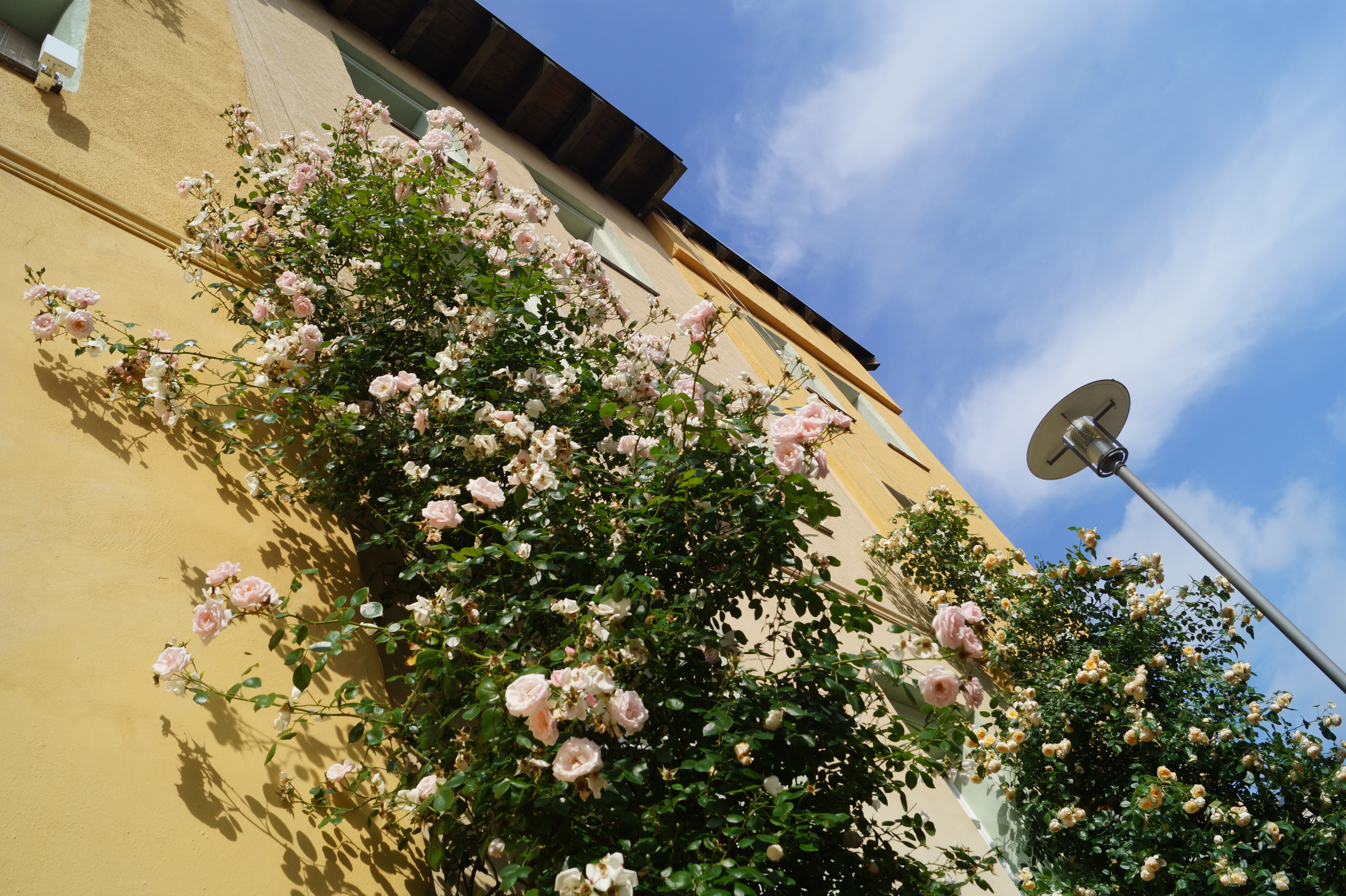 Kletterrosen an einer Leipziger Hausfassade