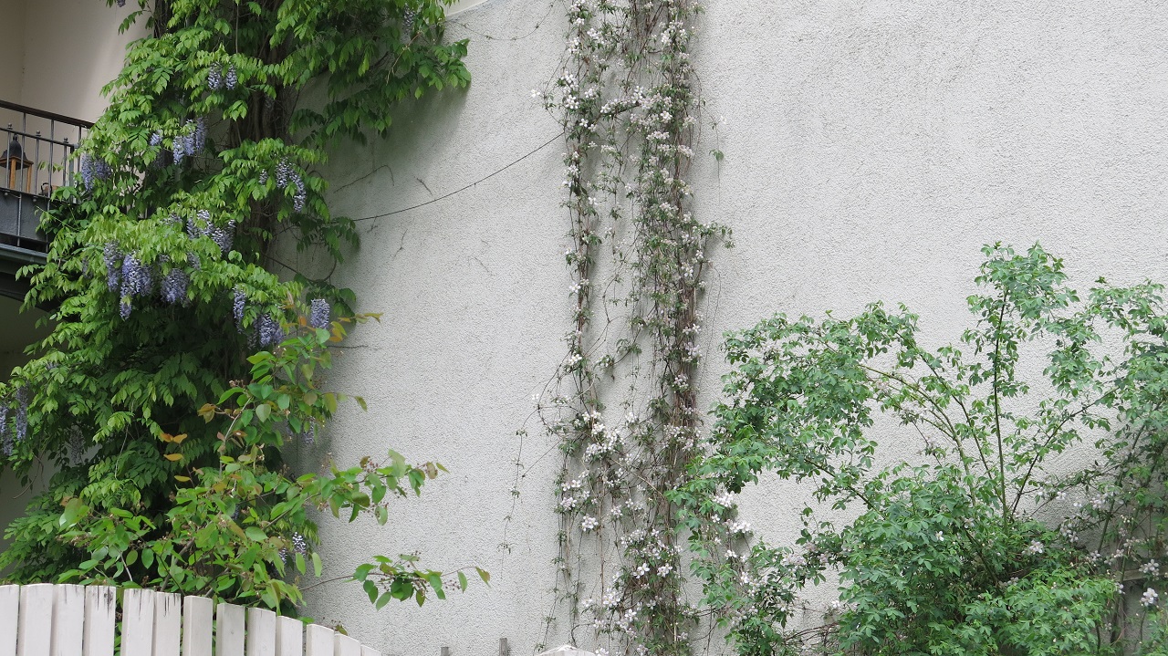 Waldrebe und Blauregen als Bienenweide an einer Leipziger Hauswand