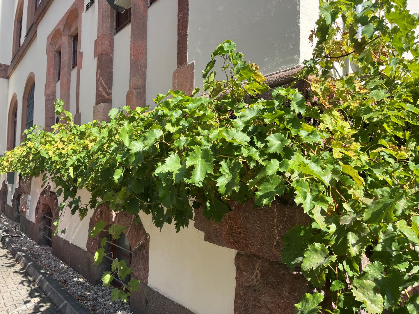 Weinrebe mit grünen Blättern wächst an einer weißen Hauswand mit roten Steinfassaden