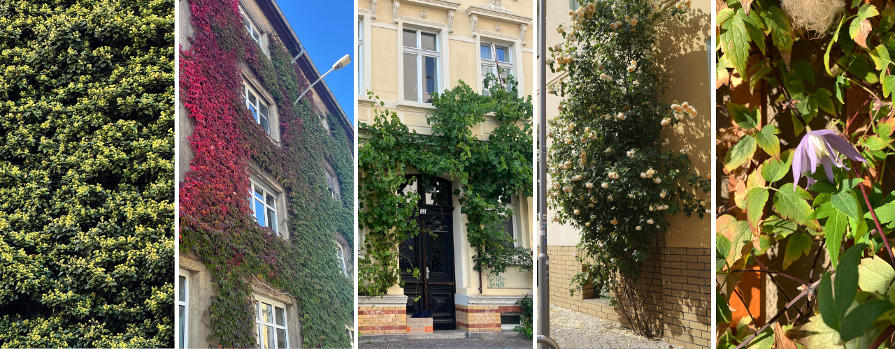 Kletterpflanzen erobern verschiedene Hausfassaden in grün und rot, teilweise mit Blüten