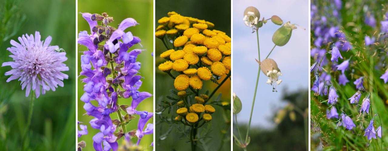 Blüten der Stauden in lila, gelb und weiß Tönen