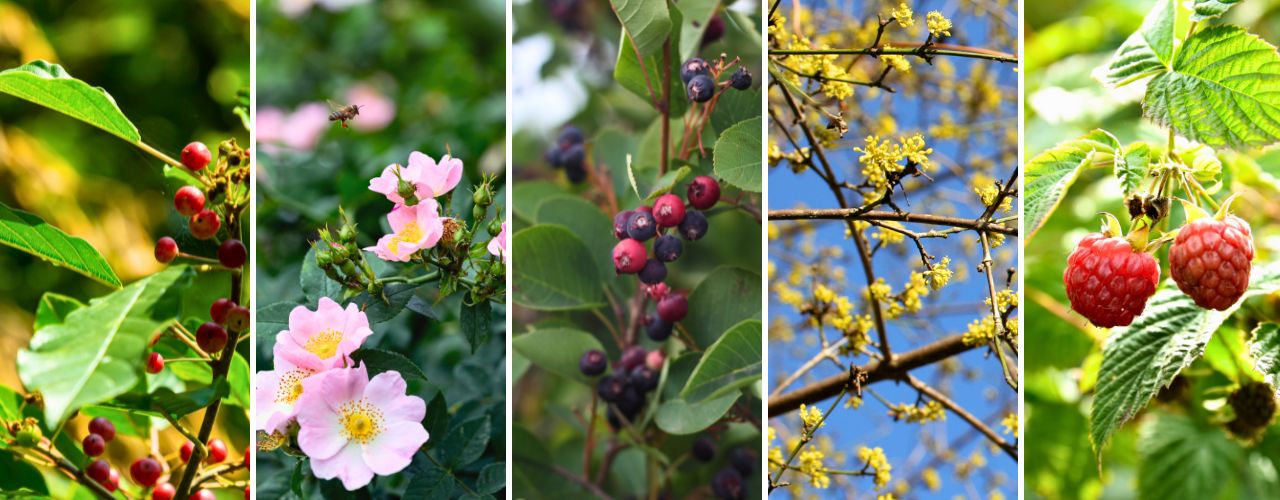 Verschiedene Blüten und Beeren von Sträuchern