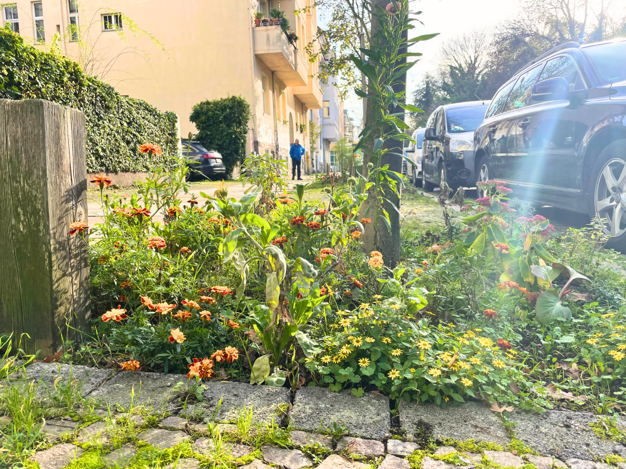 Baumbeet Fockestraße in Blüte