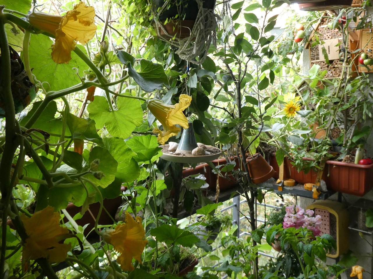 Der Bio-Balkon von Birgit Der Bio-Balkon von Birgit