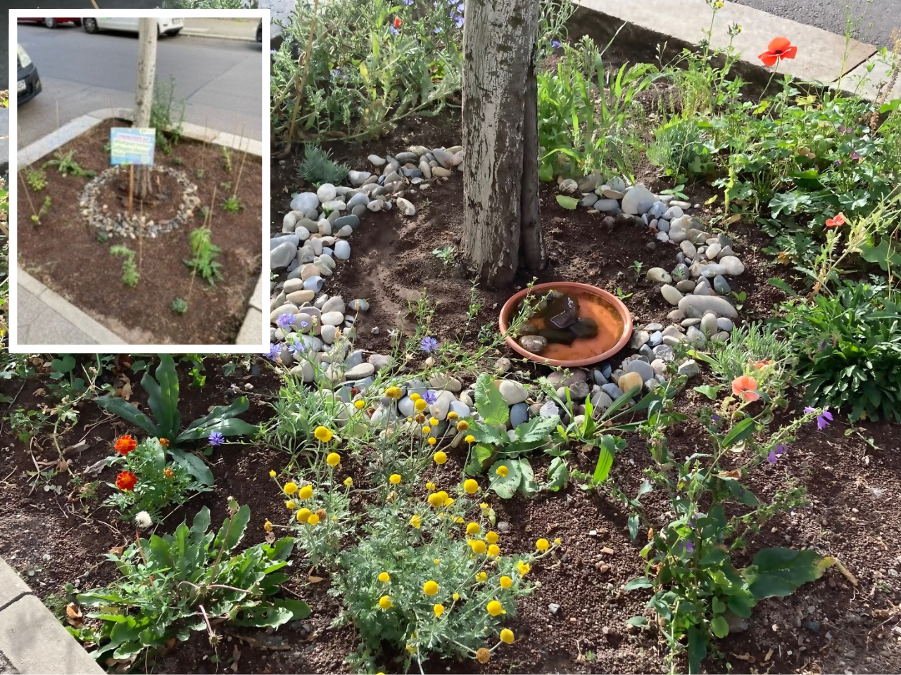 vorher nachher Baumbeet Demmeringstraße