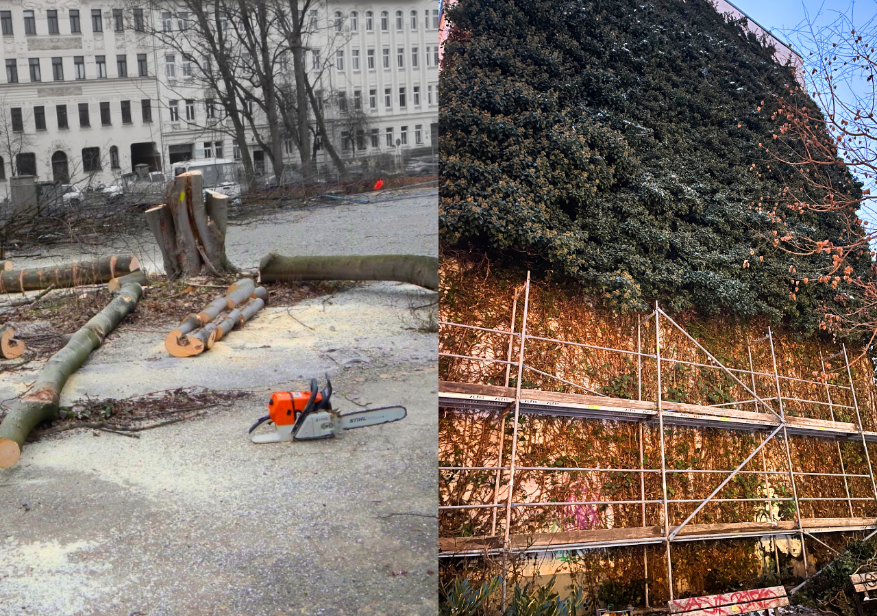 ein frisch gefällter Baum liegt zerstückelt auf dem Boden, danach eine zum Teil zerstörte Efeubegrünung