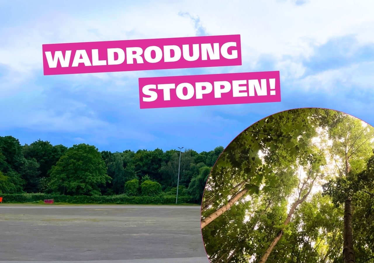 Foto vom Wald neben der Kleinmesse