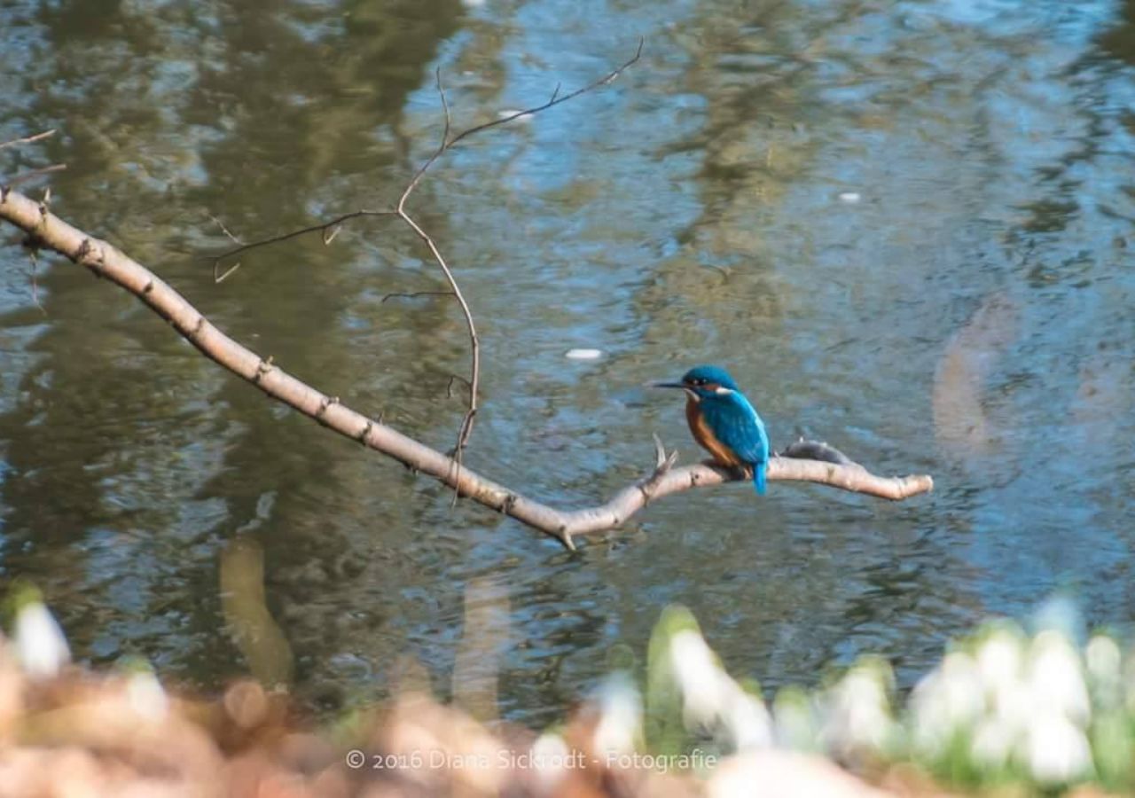 Eisvogel sitzt auf einem Ast über einem Gewässer