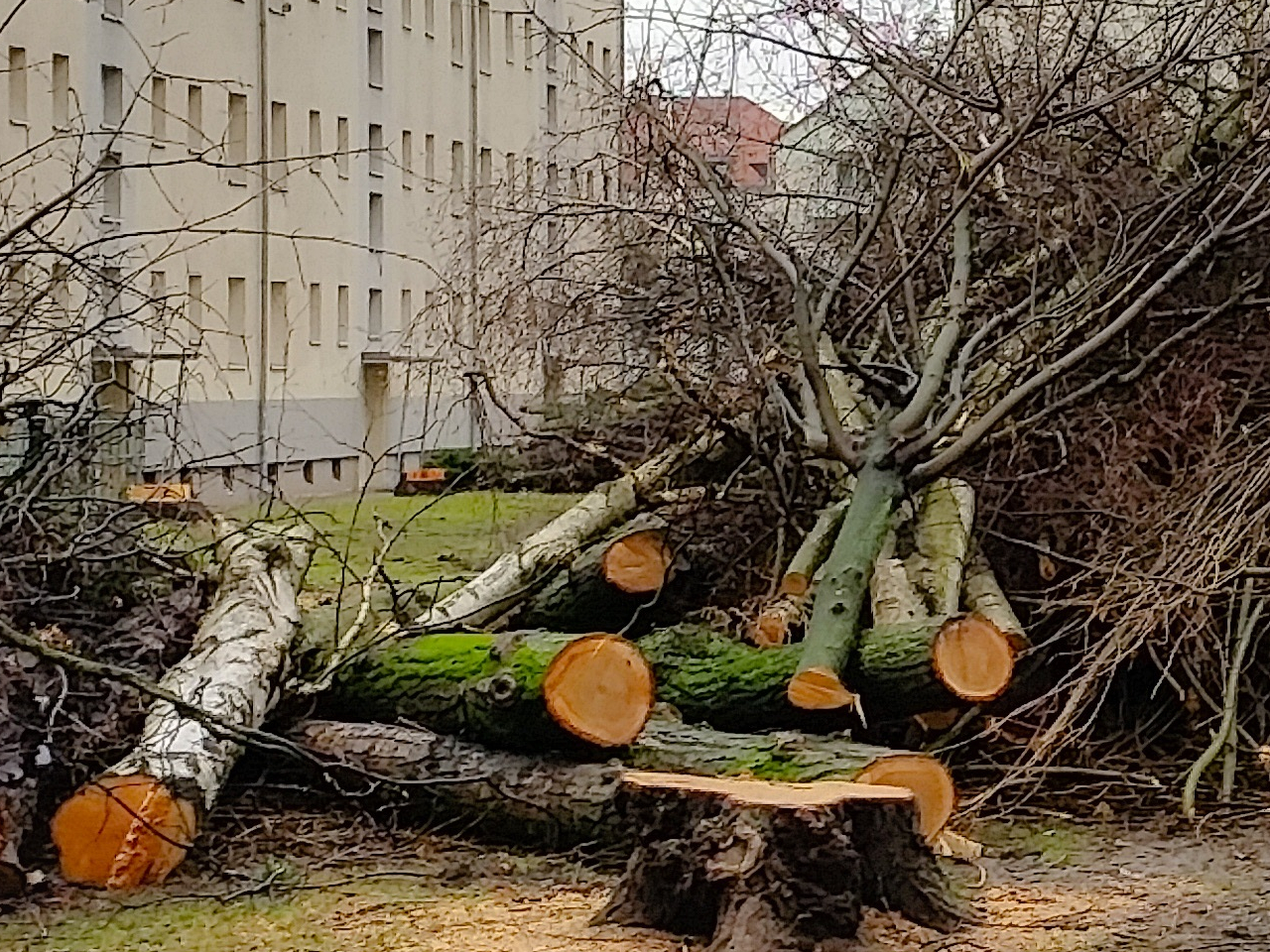 Baumfällung in einem Leipziger Hinterhof