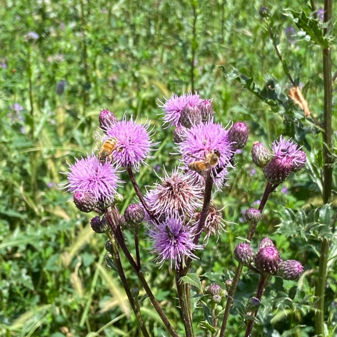 Acker-Distel in Reudnitz