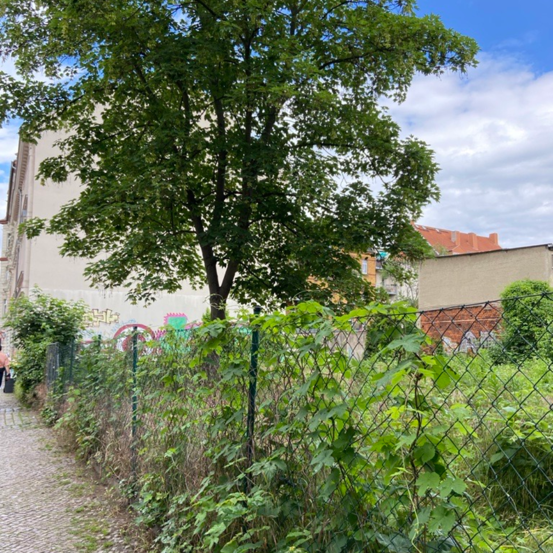 Ahorn in Lindenau
