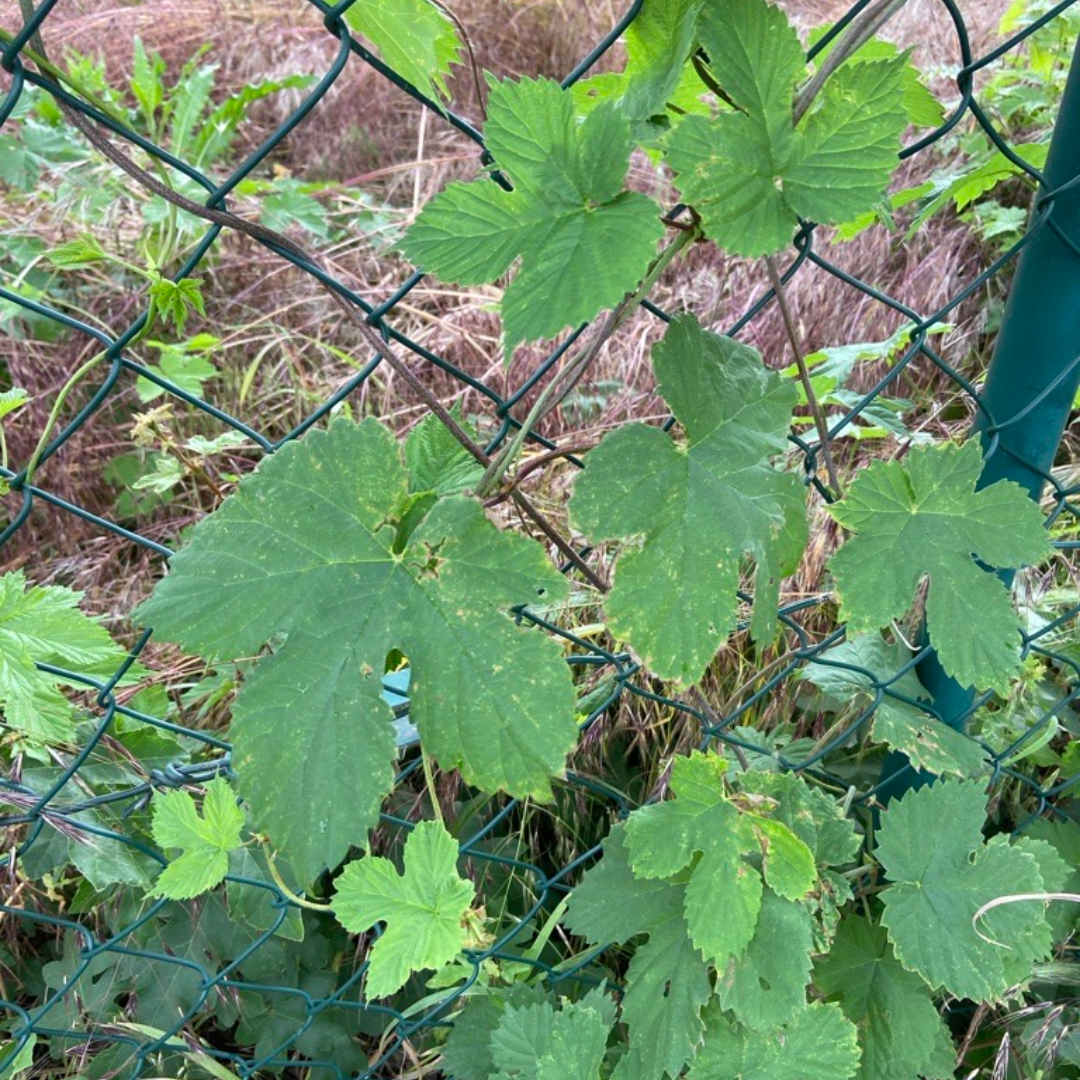 Hopfen in Lindenau