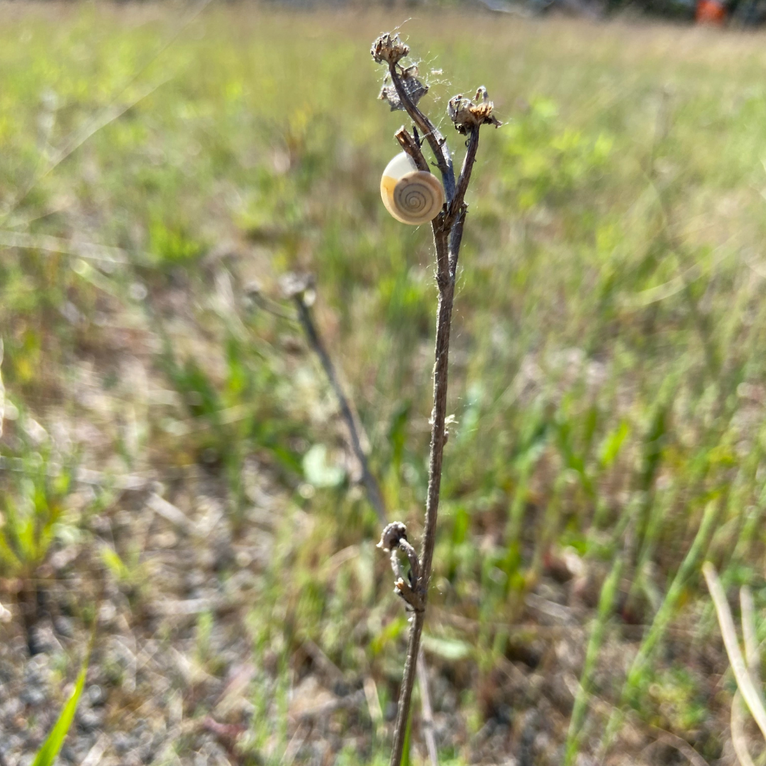 Kartäuserschnecke in Leipzig-Südost