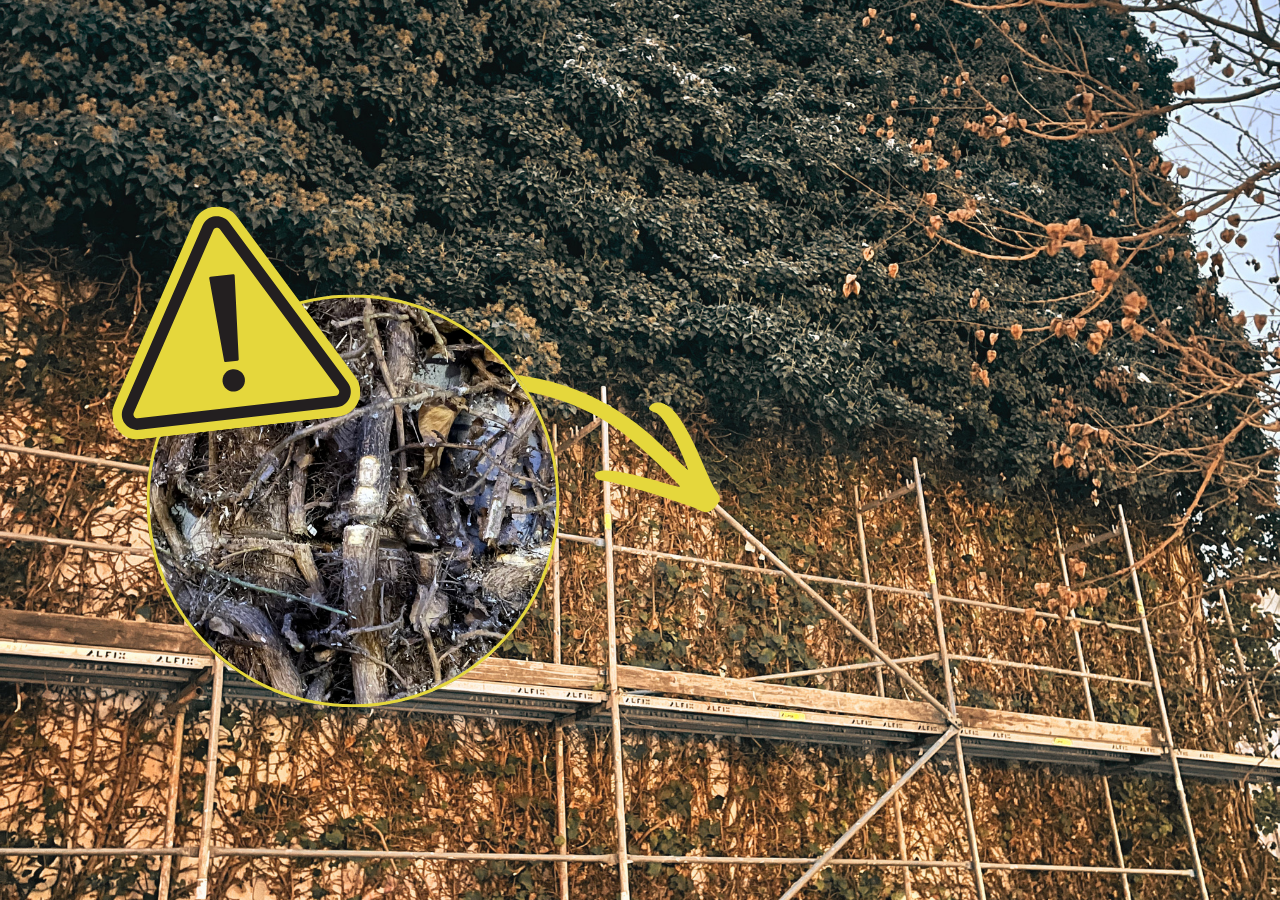 Gerüst vor einer mit Efeu bewachsenen Wand mit einer gelben Warnmarkierung und einem Vergrößerungskreis, der durchtrennte Ranken zeigt